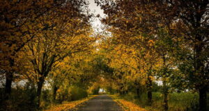 fot. Mirosław Kachniarz